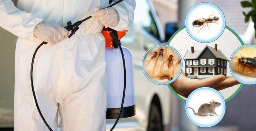 Dikmen Böcek İlaçlama