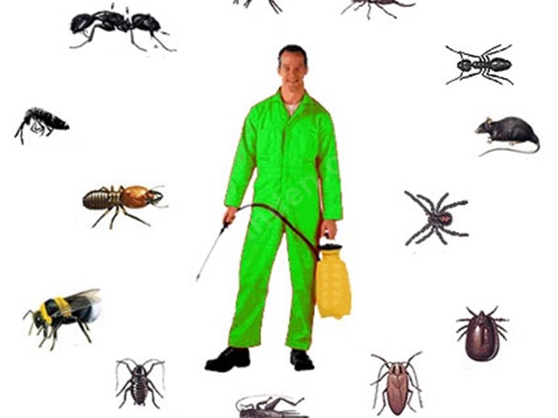 Dikmen Böcek İlaçlama